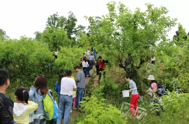 gdp增速_2015莆田乡镇gdp