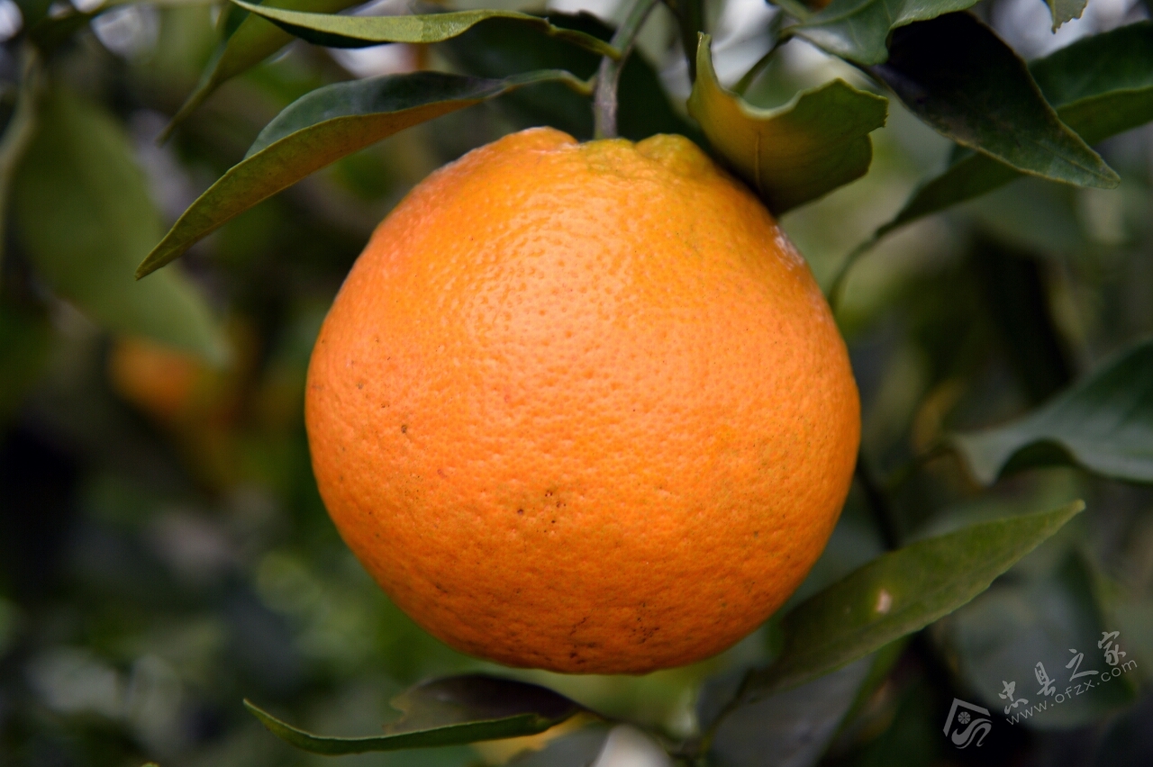 中国农科院柑橘研究所对忠州草橘进行第一次采
